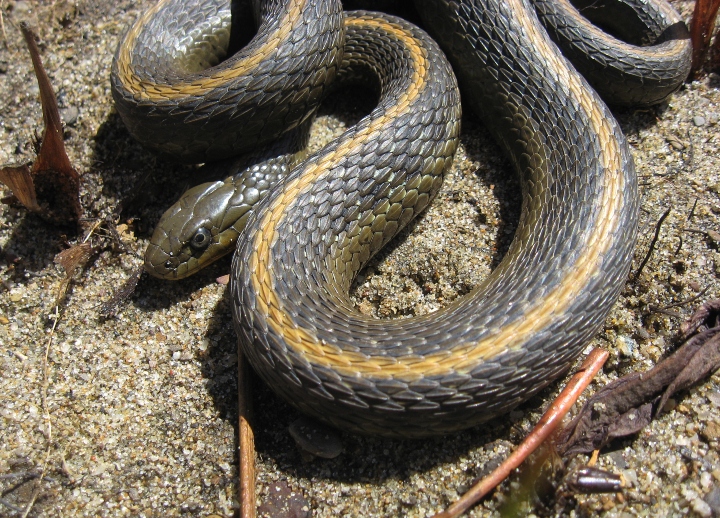 Santa Cruz Garter Snake